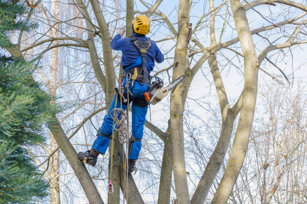 How Our Tree Care Process Works  in  Vale, OR